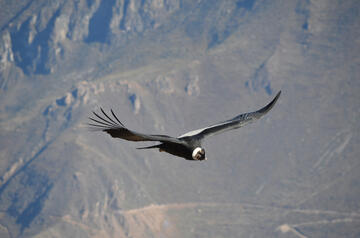 Cruz del condor Colca Cruz del condor Colca