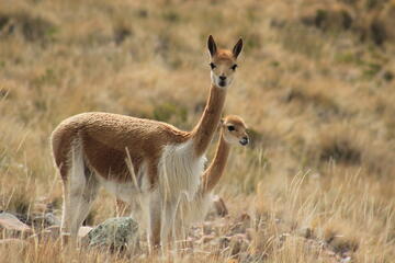 Vicunas Vicunas